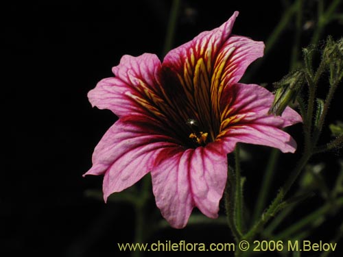 Imágen de Salpiglossis sinuata (Palito amargo). Haga un clic para aumentar parte de imágen.