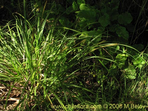 Bild von Carex pseudocyperus (). Klicken Sie, um den Ausschnitt zu vergrössern.