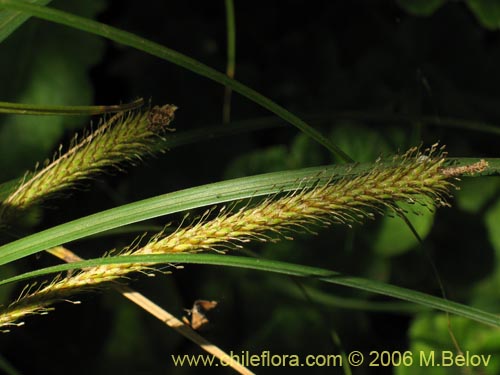 Bild von Carex pseudocyperus (). Klicken Sie, um den Ausschnitt zu vergrössern.