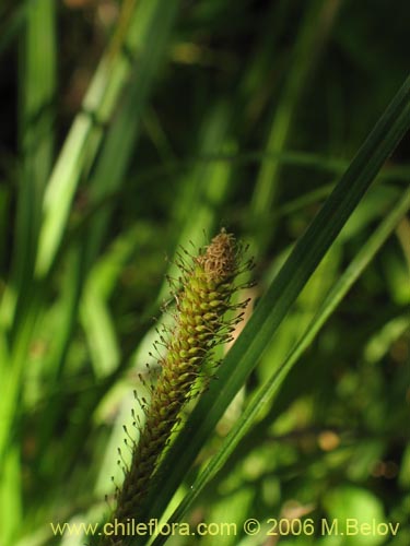 Bild von Carex pseudocyperus (). Klicken Sie, um den Ausschnitt zu vergrössern.