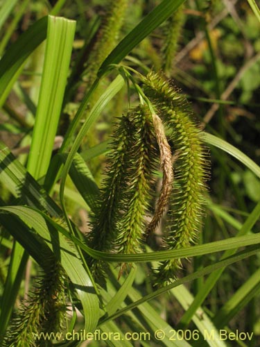 Imágen de Carex pseudocyperus (). Haga un clic para aumentar parte de imágen.
