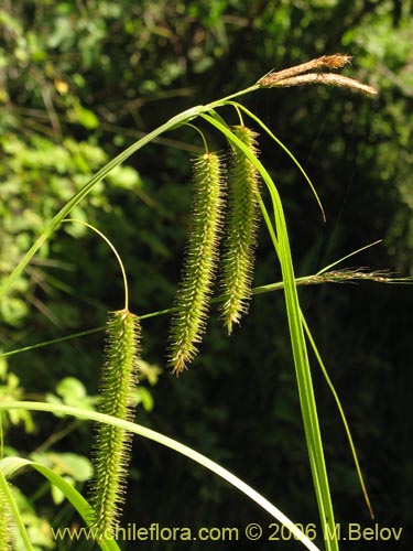 Imágen de Carex pseudocyperus (). Haga un clic para aumentar parte de imágen.