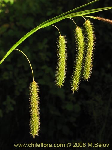 Imágen de Carex pseudocyperus (). Haga un clic para aumentar parte de imágen.