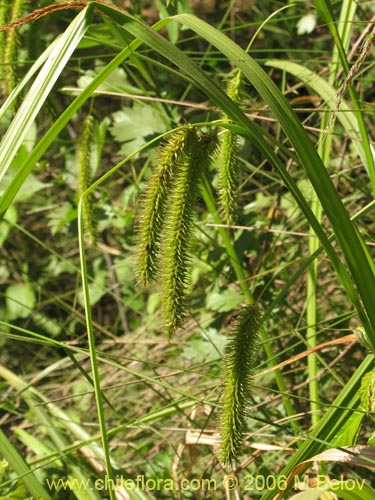 Bild von Carex pseudocyperus (). Klicken Sie, um den Ausschnitt zu vergrössern.