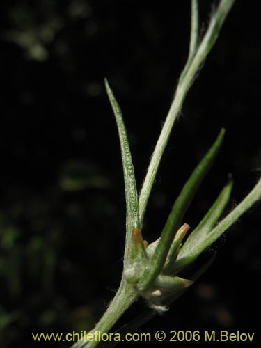 Image of Logfia gallica (). Click to enlarge parts of image.