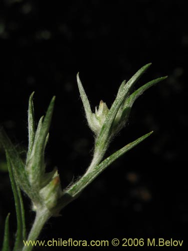 Imágen de Logfia gallica (). Haga un clic para aumentar parte de imágen.