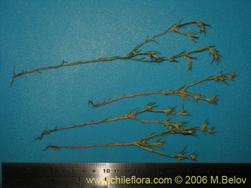 Imágen de Logfia gallica (). Haga un clic para aumentar parte de imágen.