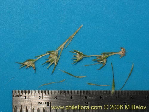 Imágen de Logfia gallica (). Haga un clic para aumentar parte de imágen.