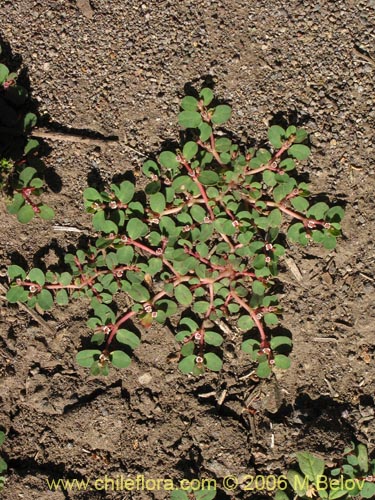 Euphorbia maculata的照片