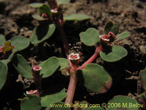Euphorbia maculata的照片