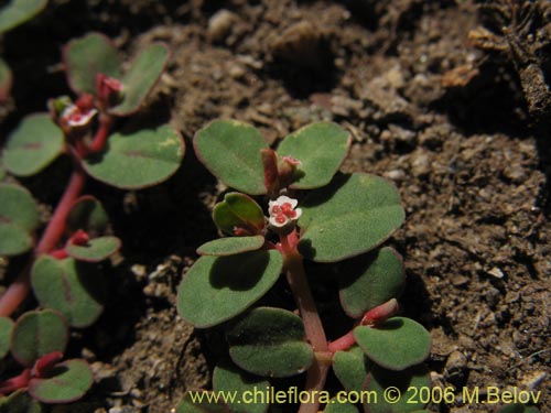 Euphorbia maculata的照片