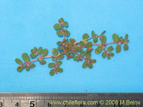 Euphorbia maculata的照片