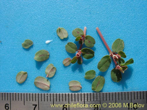 Euphorbia maculata的照片