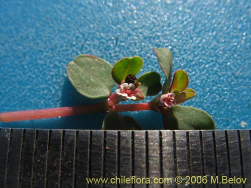 Euphorbia maculata的照片