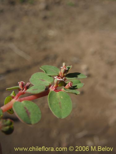 Euphorbia maculata的照片