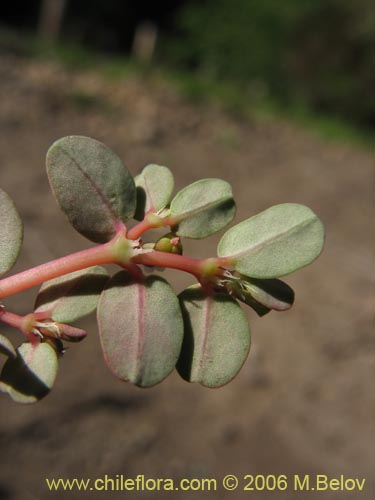 Euphorbia maculata的照片