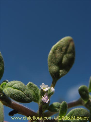 Image of Unidentified Plant sp. #2342 (). Click to enlarge parts of image.