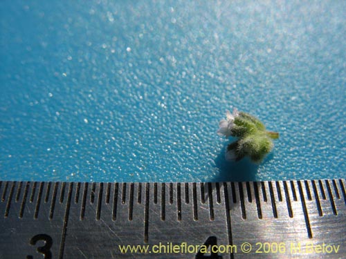 Image of Unidentified Plant sp. #2342 (). Click to enlarge parts of image.