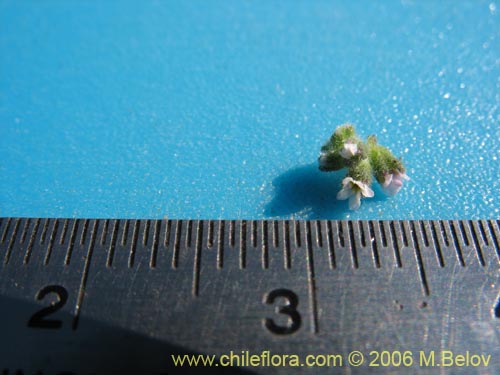 Image of Unidentified Plant sp. #2342 (). Click to enlarge parts of image.