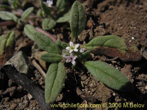 Image of Unidentified Plant sp. #2342 (). Click to enlarge parts of image.