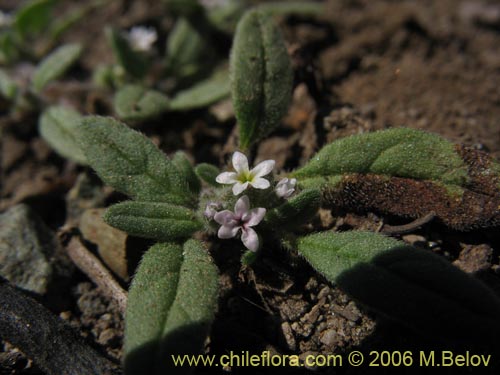 Image of Unidentified Plant sp. #2342 (). Click to enlarge parts of image.