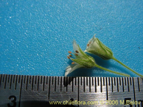 Imágen de Planta no identificada sp. #2343 (). Haga un clic para aumentar parte de imágen.