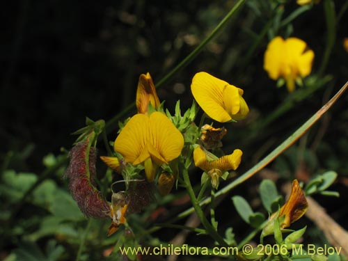 Image of Adesmia sp. #1659 (). Click to enlarge parts of image.