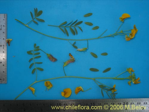 Image of Adesmia sp. #1659 (). Click to enlarge parts of image.