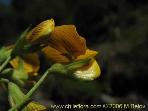 Image of Adesmia sp. #1659 (). Click to enlarge parts of image.