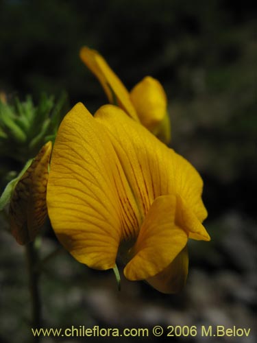 Image of Adesmia sp. #1659 (). Click to enlarge parts of image.