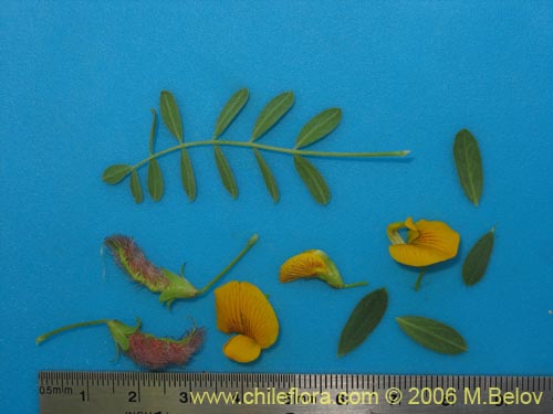 Image of Adesmia sp. #1659 (). Click to enlarge parts of image.