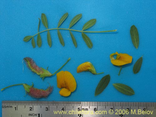 Image of Adesmia sp. #1659 (). Click to enlarge parts of image.