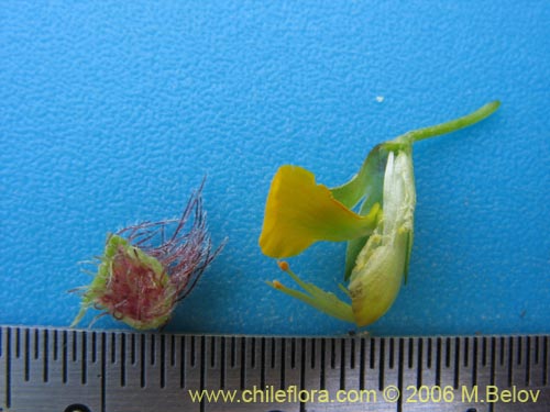 Image of Adesmia sp. #1659 (). Click to enlarge parts of image.