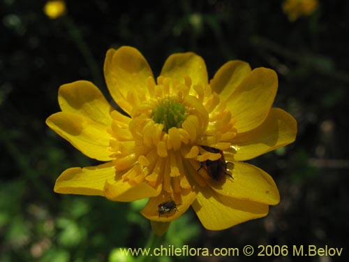 Image of Ranunculus peduncularis var. peduncularis (). Click to enlarge parts of image.