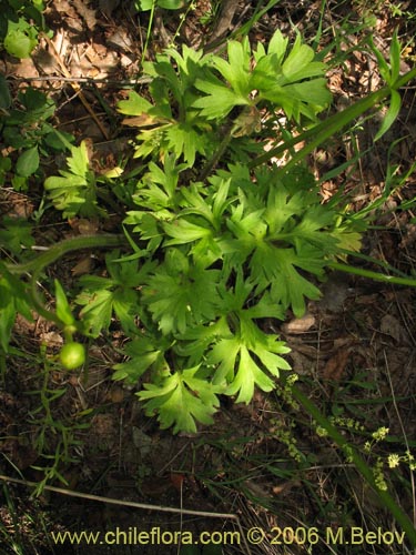 Image of Ranunculus peduncularis var. peduncularis (). Click to enlarge parts of image.