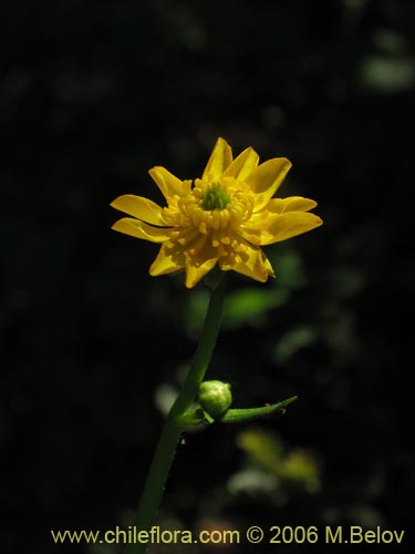 Image of Ranunculus peduncularis var. peduncularis (). Click to enlarge parts of image.