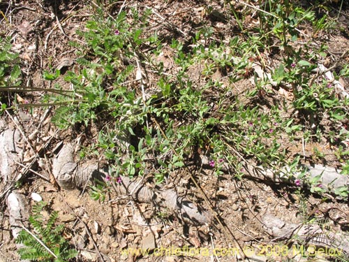 Image of Melosperma andicola (). Click to enlarge parts of image.