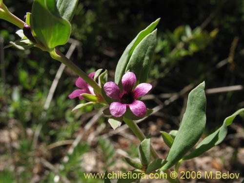 Image of Melosperma andicola (). Click to enlarge parts of image.