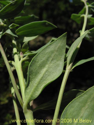 Bild von Melosperma andicola (). Klicken Sie, um den Ausschnitt zu vergrössern.