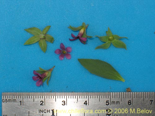 Bild von Melosperma andicola (). Klicken Sie, um den Ausschnitt zu vergrössern.