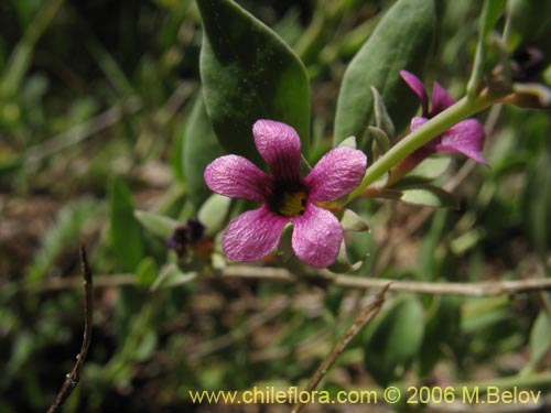Image of Melosperma andicola (). Click to enlarge parts of image.