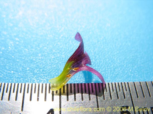 Bild von Melosperma andicola (). Klicken Sie, um den Ausschnitt zu vergrössern.