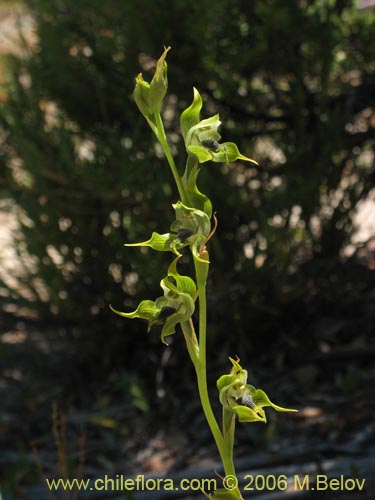 Image of Bipinnula apinnula (). Click to enlarge parts of image.