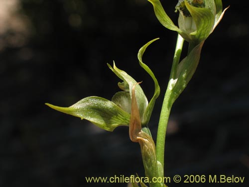 Image of Bipinnula apinnula (). Click to enlarge parts of image.