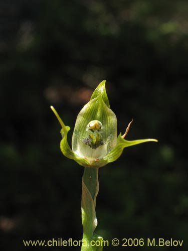 Bild von Bipinnula apinnula (). Klicken Sie, um den Ausschnitt zu vergrössern.