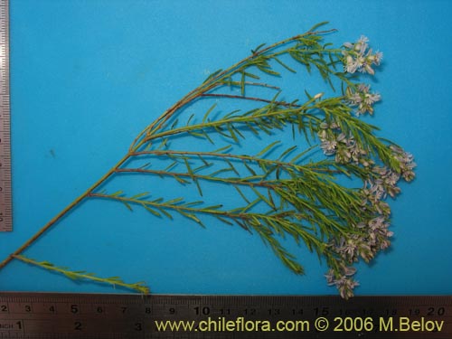 Bild von Polygala gnidioides (). Klicken Sie, um den Ausschnitt zu vergrössern.