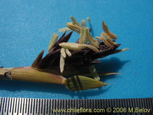 Bild von Chusquea coleou (Colihue / Coleu). Klicken Sie, um den Ausschnitt zu vergrössern.