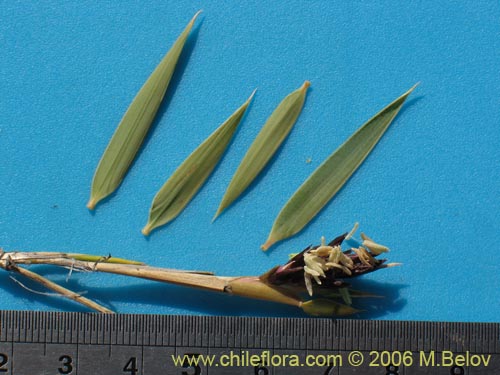 Bild von Chusquea coleou (Colihue / Coleu). Klicken Sie, um den Ausschnitt zu vergrössern.