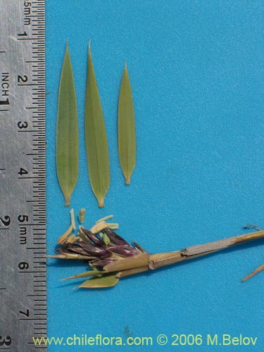 Bild von Chusquea coleou (Colihue / Coleu). Klicken Sie, um den Ausschnitt zu vergrössern.