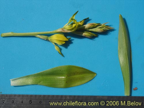 Bild von Chloraea cristata (orquidea amarilla). Klicken Sie, um den Ausschnitt zu vergrössern.